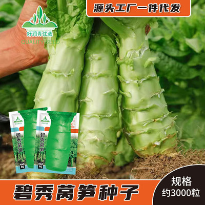 莴笋种子二白皮莴苣青皮绿肉耐寒
