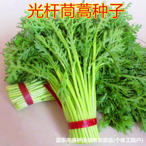 Light stem chrysanthemum grows quickly, with less fiber, fr