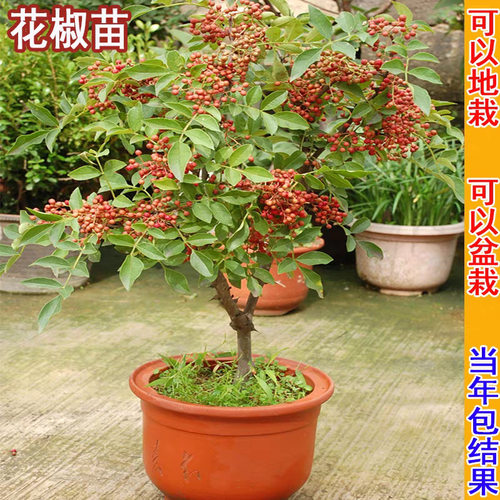 TreeseedlingsSichuanMaJia