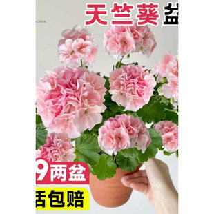 Double petaled geranium potted seedlings