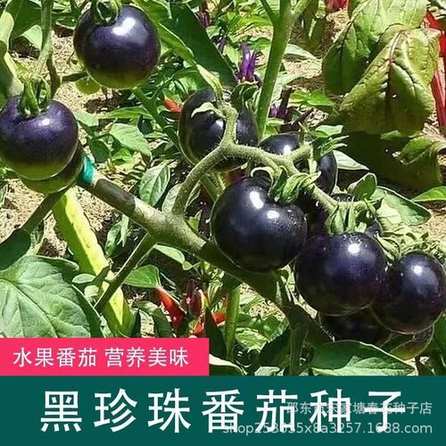 New Sweet Black Persimmon Black Purple Black Tomato Large F