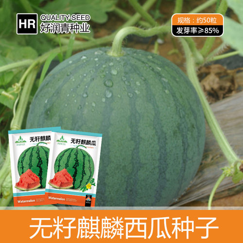 No Kirin Melon Rock Sugar Red Heart Flower Skin Lazy Waterm