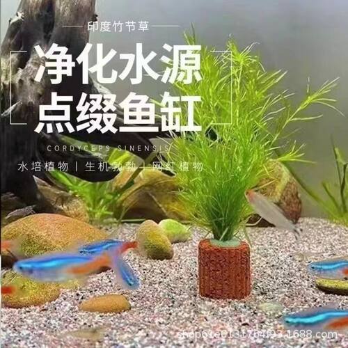 Bambooknotgrasswatertoler