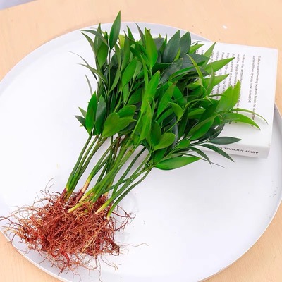 Hydroponic Mosquito Repellent Bamboo Water Nourishing Plant