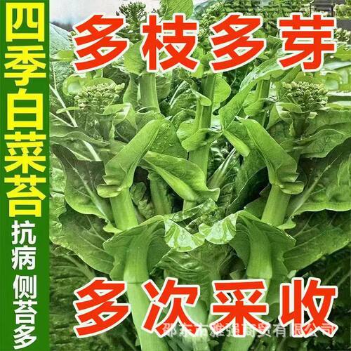 Early maturing heart, sweet early cabbage, moss vegetable,