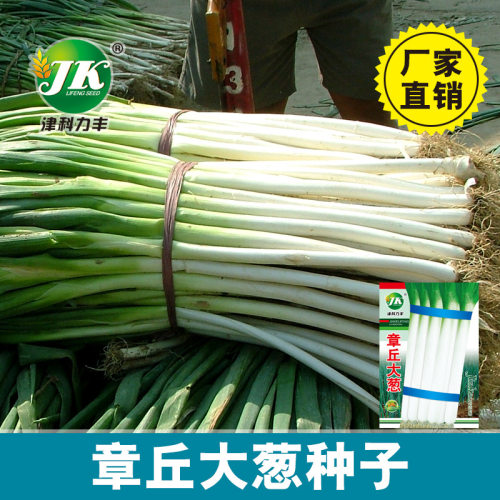 New Zhangqiu High White Iron Scallion 5 Original Packaging
