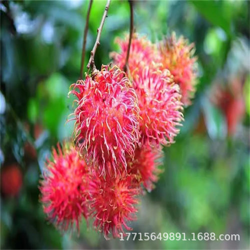 HainanRedHairedDanFruitY