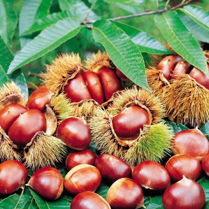 Miao Dahongpao Chengde Chestnut Southern and Northern Plant - 实物图