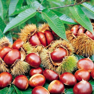 Miao Dahongpao Chengde Chestnut Southern and Northern Plant
