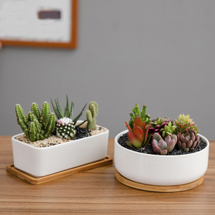 New minimalist succulent white creative succulent with bamb