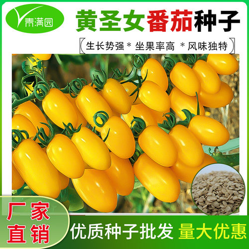 New Yellow Holy Maiden Fruit Super Sweet Small Tomato Cherr