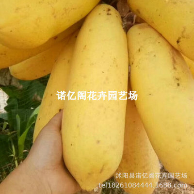 正宗泰国无籽木瓜苗超矮特大蜜甜