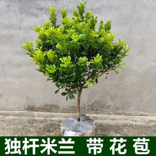 TreeshapedsinglepoleMilan