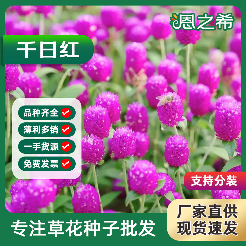 Thousand day Red Seed Thousand day Purple Hundred day Red F