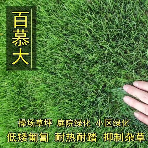 New dwarf Bermuda lawn grass villa green, trampling resista