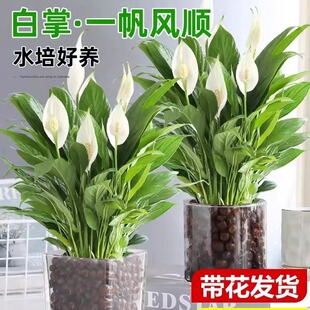 White palm pot, smooth sailing, green vines, indoor flowers