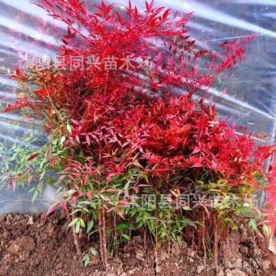 SouthernSkyBambooSeedlings
