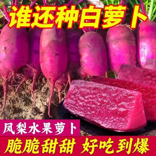 New Pineapple Fruit Purple Skin Edible Big Fruit Radish Spr
