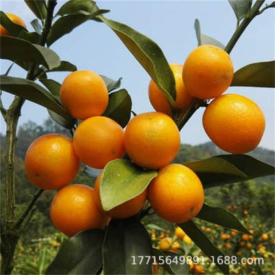 Kumquat Crispy Orange Seedlings Basin Planting Orange Trees