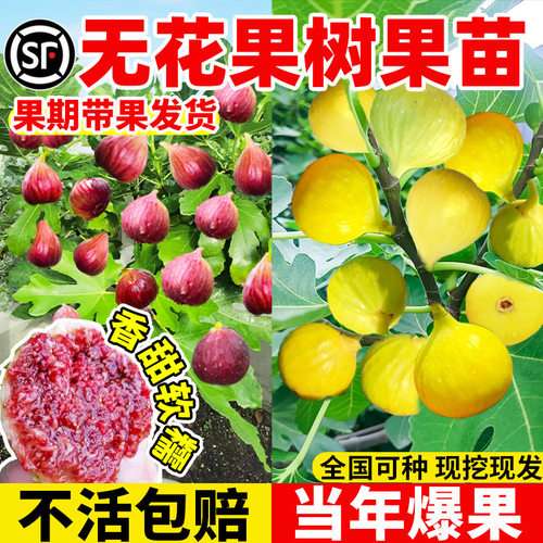 FruittreeBojiHongdaBasin