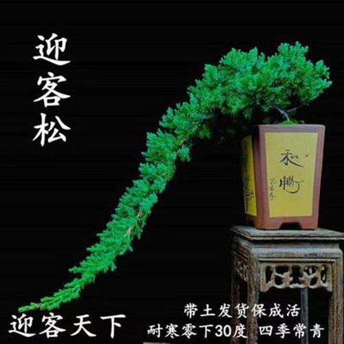 Welcomeguestspinepotshop