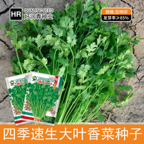 Quick growing coriander easy vegetable farm old products ba