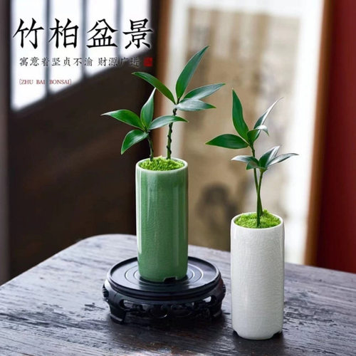 Minibambooandcypressbonsa