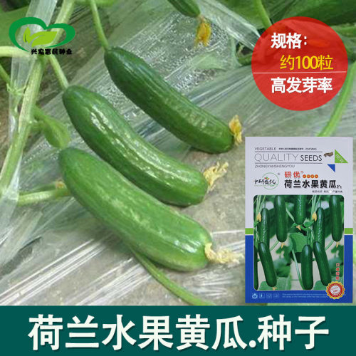 Dutch Fruit Cucumber Farmland Vegetable Garden Clear Taste