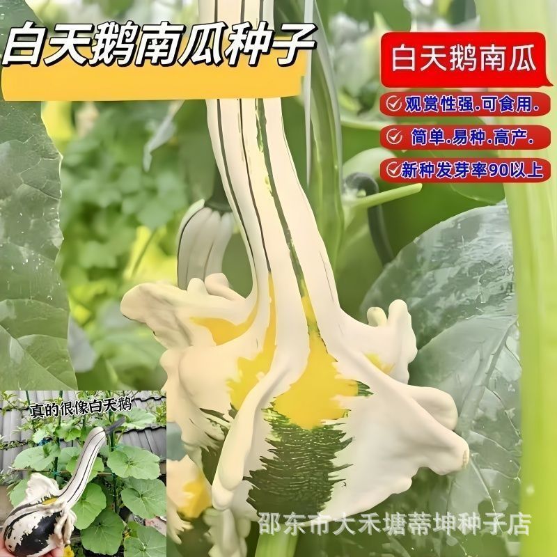 White Swan Pumpkin Seed Viewing Pumpkin Seed Featured Toys