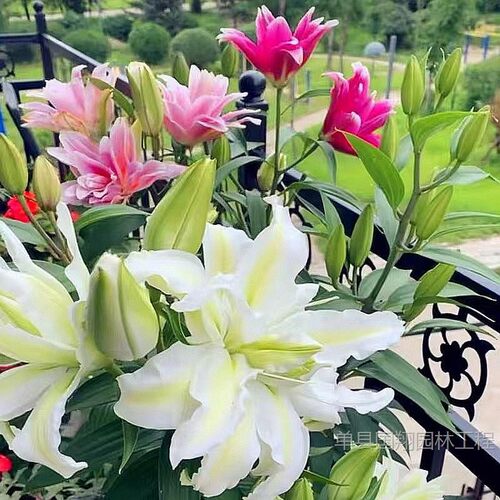 BallLilyFlowerPotFlowers