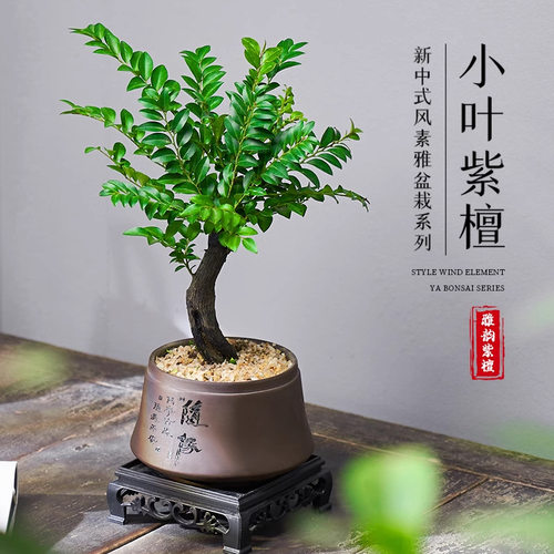 Smallleavedrosewoodbonsai