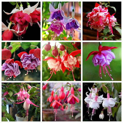 Inverted Golden Bell Lantern Flower Seeds Hanging Bell Hait