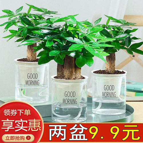 Treepotsplantceramicpots
