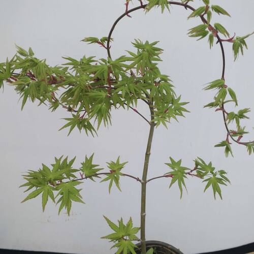 NewJapaneseRedMapleTreeF