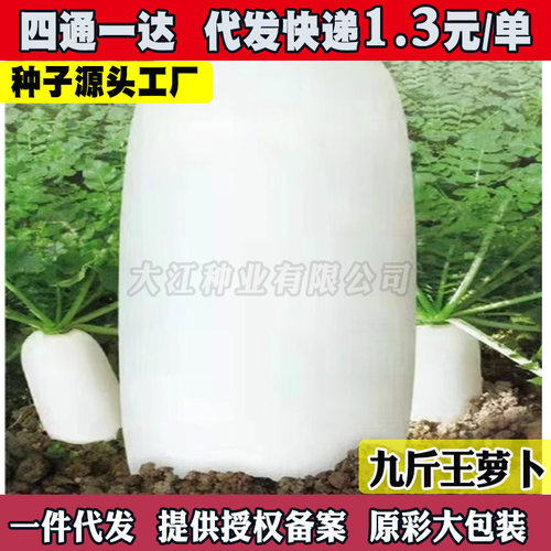 不老迟萝卜九斤王大白萝卜种子农