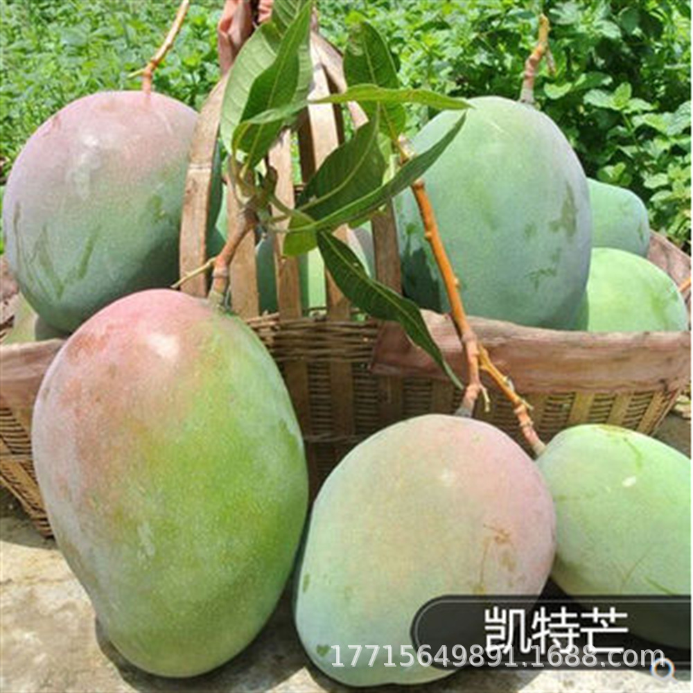 Mango seedlings, Tai Nong Guifei Jin Huang, grafted mango s