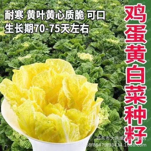 鸡蛋黄奶油大白菜种子真好吃黄心
