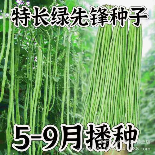 New special green pioneer green stripe cowpea emerald green