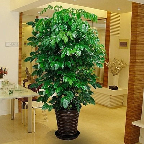Newtreepotlargegreenplan