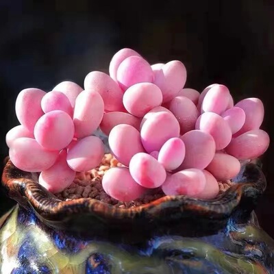 SucculentPlantPeachEggOld