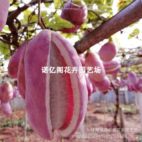 AuthenticAugustFriedMelon