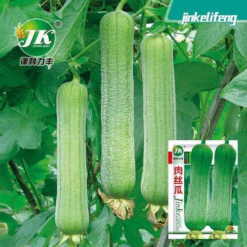 Big meat, loofah, vegetable, short stick, thick meat, veget