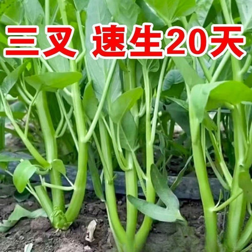 Trident hollow cabbage, willow leaf, heart vegetable, balco