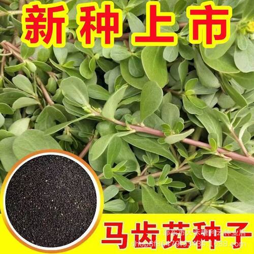 Purslane Farmhouse Wild Longevity Vegetables Healthy Vegeta