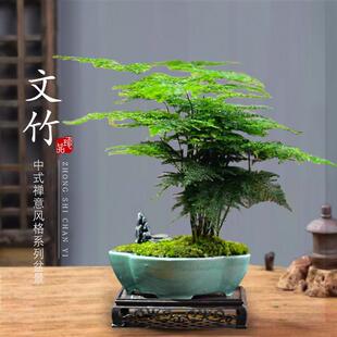 New Wenzhu Pot Plants Indoor Bonsai Living Room Office Desk