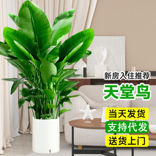 GreenLuozhuPotOfficeGreen