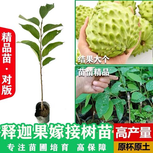 NewTaiwanPineappleAPChero
