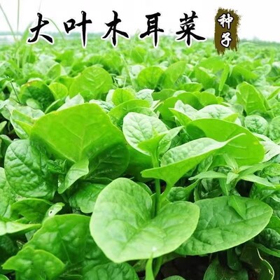 木耳菜种籽木耳菜苗青菜蔬菜种子