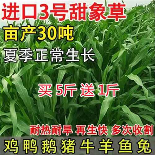 Hairless Sweet Elephant Grass No.3 Raw Grass Sweet High Bea