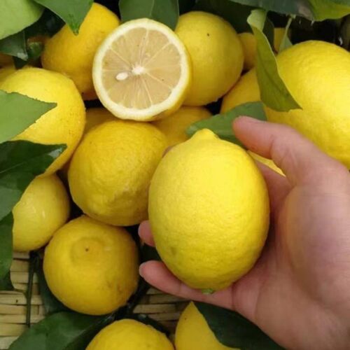 New Lemon Basin Balcony Indoor New Planting Results North S